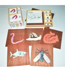 Pack nomenclatures + coffret + puzzle zoologie 5