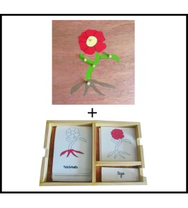 Pack nomenclatures + puzzle de la plante