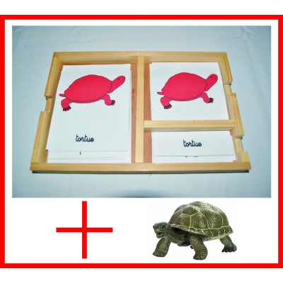 nomenclatures de la tortue + figurine