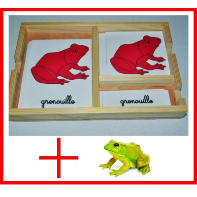 nomenclatures de la grenouille + figurine