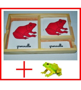 nomenclatures de la grenouille + figurine
