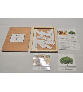 Studias arbres / champignons