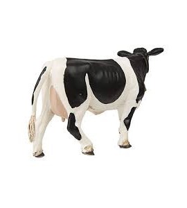 Vache Holstein