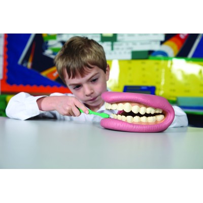 Dents géantes - démonstration dentaire