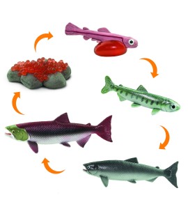 Cycle de vie du saumon