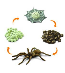 Cycle de vie de l'araignée