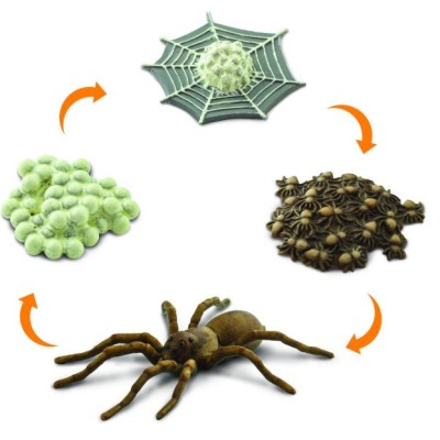 Cycle de vie de l'araignée