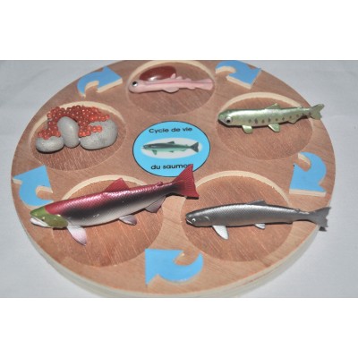 Cycle de vie du saumon - plateau + figurines