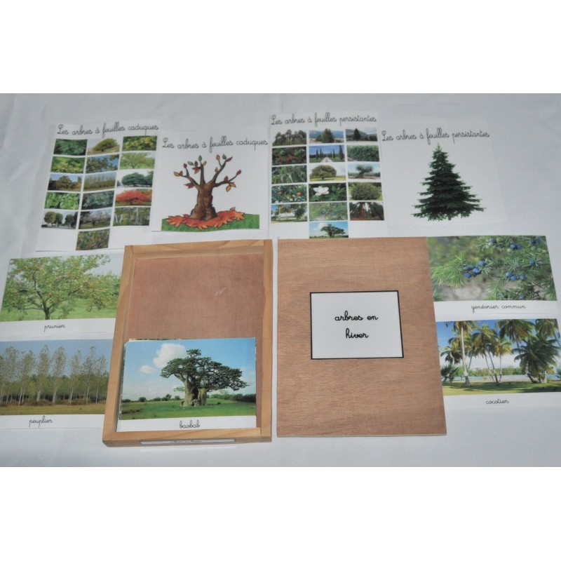 coffret arbres en hiver