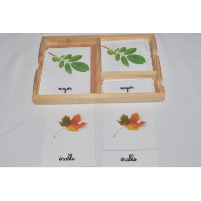 Cartes de nomenclatures les tomates en 3 parties