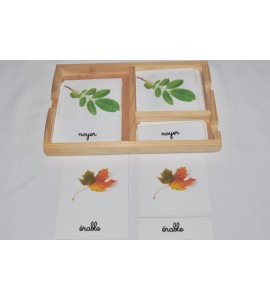 Cartes de nomenclatures les tomates en 3 parties