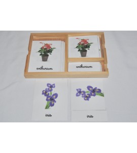 Cartes de nomenclatures les tomates en 3 parties