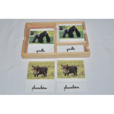 Cartes de nomenclatures animaux de la savane