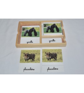 Cartes de nomenclatures animaux de la savane