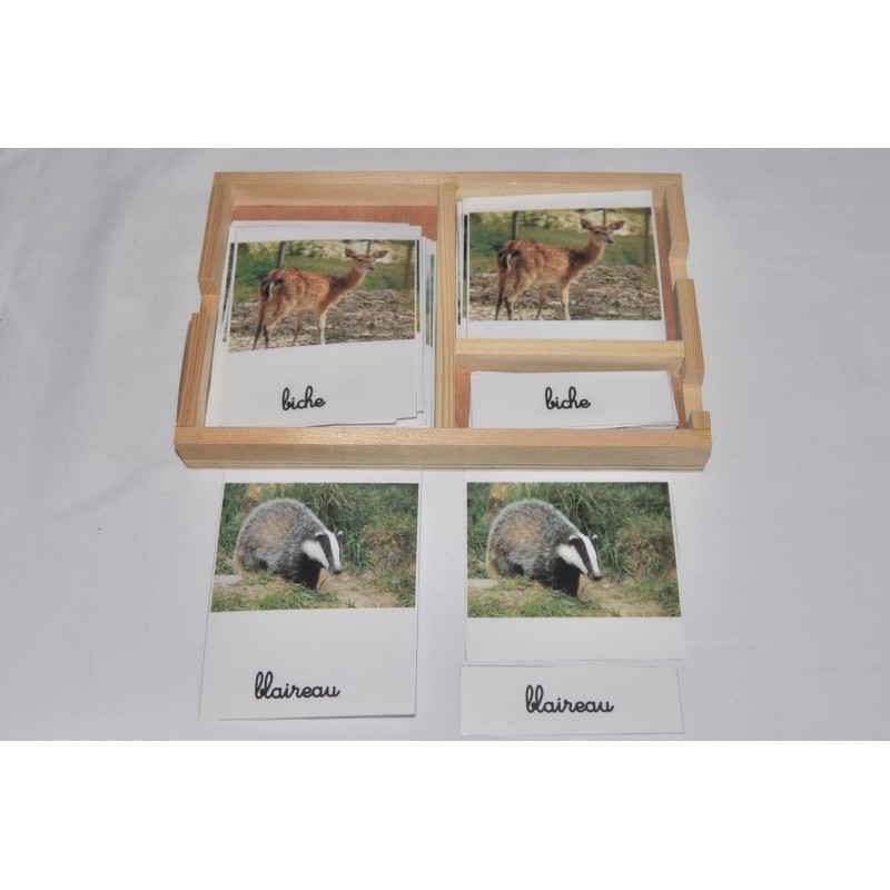 Cartes de nomenclatures animaux de la savane