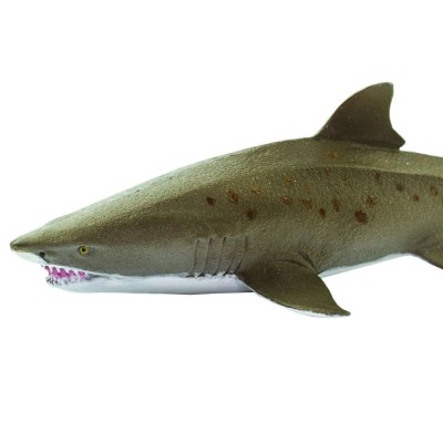 Requin taureau