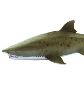 Requin taureau