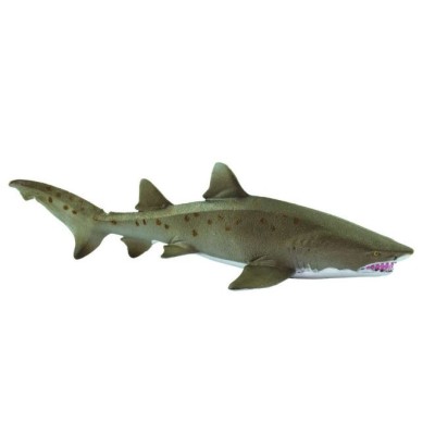 Requin taureau