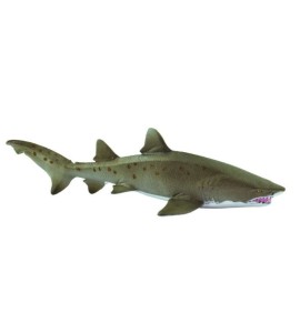 Requin taureau