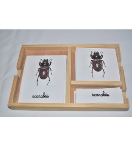 Cartes de nomenclatures les insectes