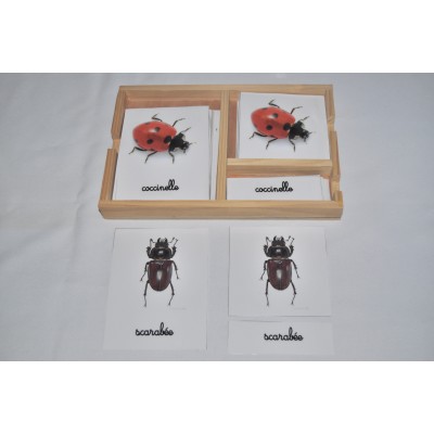 Cartes de nomenclatures les insectes