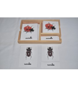 Cartes de nomenclatures les insectes