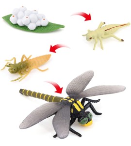 Cycle de vie de la mouche