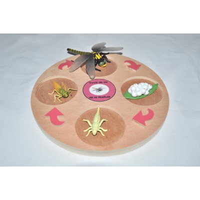 Cycle de vie de la tortue - plateau + figurines