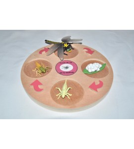 Cycle de vie de la tortue - plateau + figurines