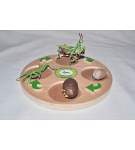 Cycle de vie de la tortue - plateau + figurines