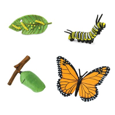 Cycle du papillon Monarque
