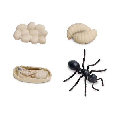 Cycle de vie de la fourmi
