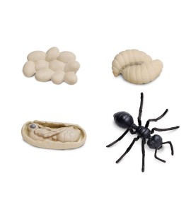 Cycle de vie de la fourmi