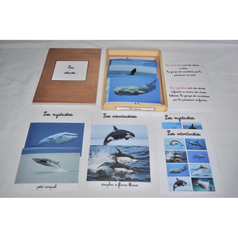 coffret animaux sauvages et domestiques