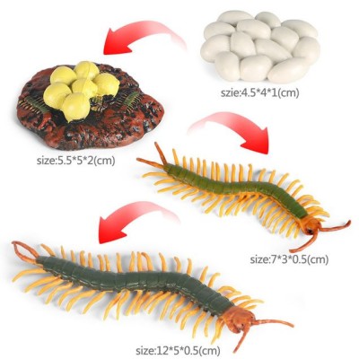 Cycle de vie du myriapode