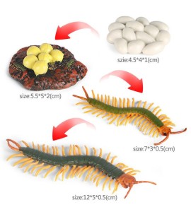 Cycle de vie du myriapode