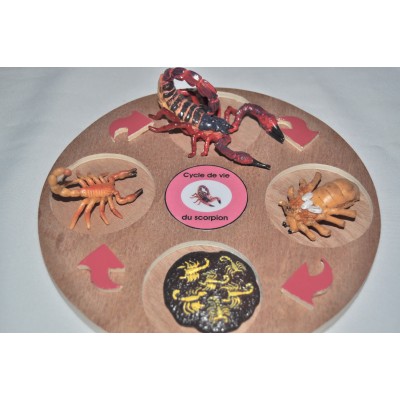 Cycle de vie du scorpion - plateau + figurines