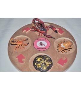 Cycle de vie du scorpion - plateau + figurines