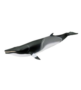 Baleine Minke