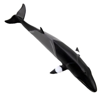 Baleine Minke