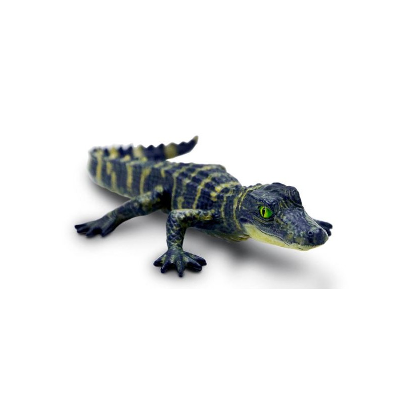 Alligator bébé