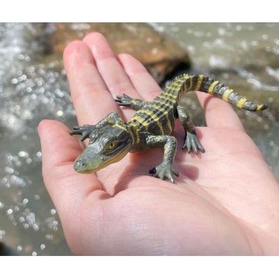 Alligator bébé