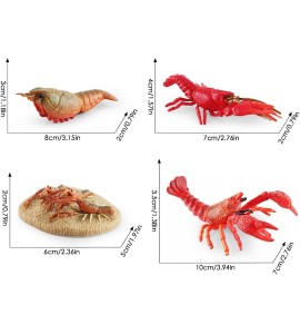 Cycle de vie du homard