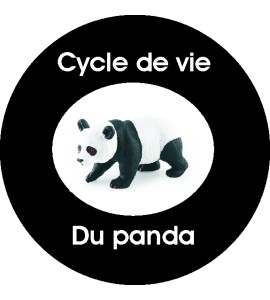 Cycle de vie universel