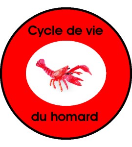 Cycle de vie universel