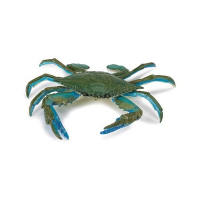 Crabe bleu