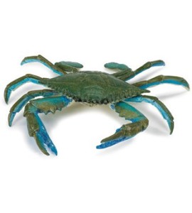Crabe bleu