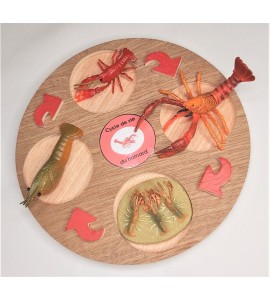 Cycle de vie du homard - plateau + figurines