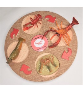 Cycle de vie du homard - plateau + figurines