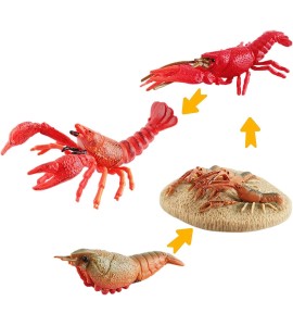 Cycle de vie du homard - plateau + figurines